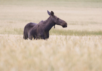 Moose out in the field