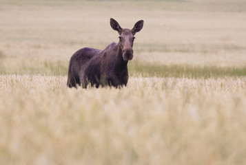 Moose out in the field