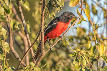 Crimson-breasted shrike, Laniarius atrococcineu