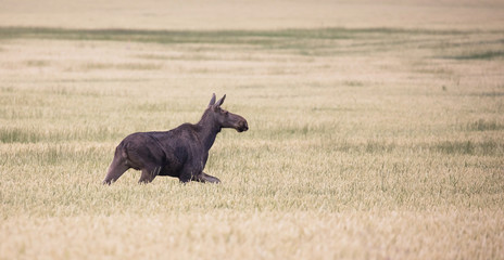 Moose on the way through a cornfield
