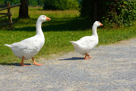 G&auml;nsepaar, q.