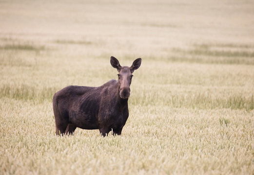 Moose out in the field