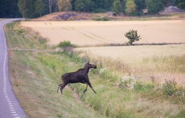 Moose has just crossed a country road