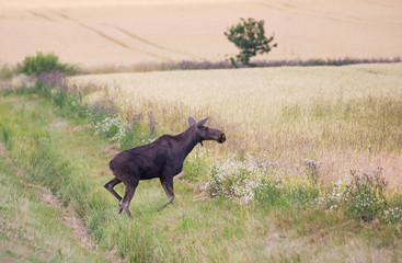 Moose has just crossed a country road