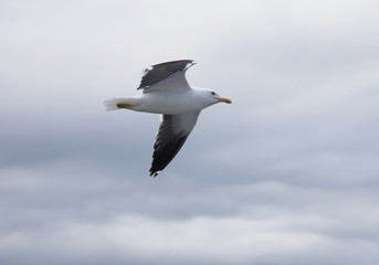 Lesser black-backed gull