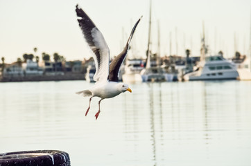 One seagull flying from pier in Oxnard harbor with boats