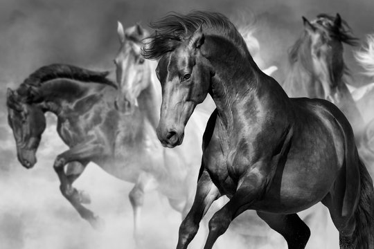 Horse portrait in herd in motion in desert dust. Balck and white