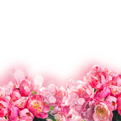 Fresh dark pink peony flowers border over white background
