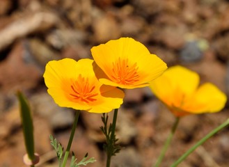 Splendid orange poppies in full bloom, eschscholzia californica