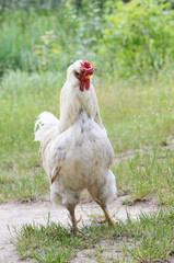Big white rooster on a free range on backyard, fowl-run