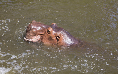 Wading Hippo