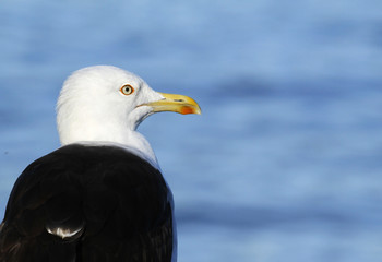Adult Lesser Black-backed Gull, Larus fuscus, in Seurasaari Island in Helsinki, Finland.