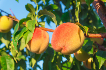 Peaches growing on a tree