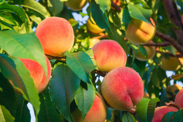 Peaches growing on a tree