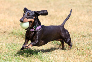 dachshund with ball