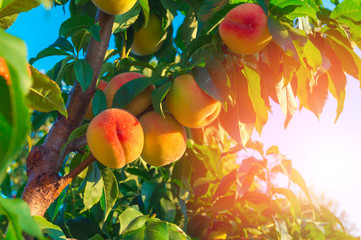 Peaches growing on a tree - Powered by Adobe