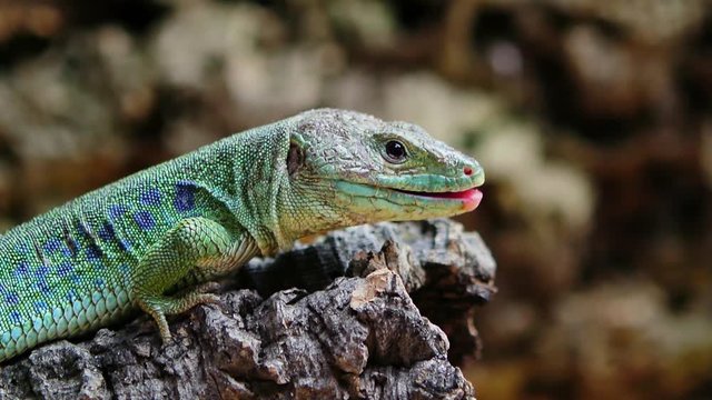 Ocellated lizard lick up. Gourmand animal showing his tongue