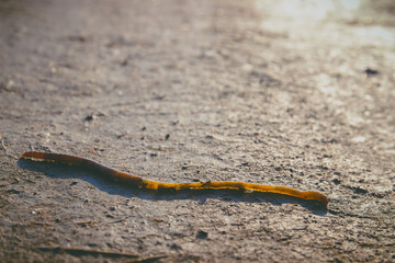 Earthworm lying on soil