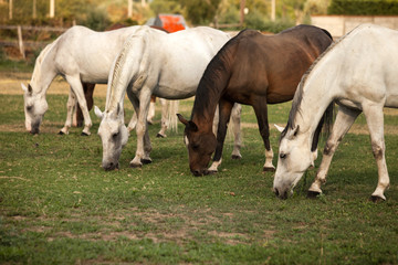 Naklejka na ściany i meble Horses on the pasture