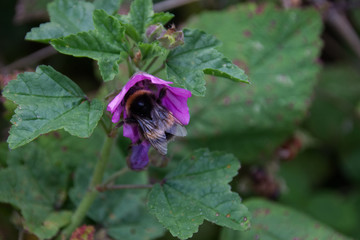 Bumblebee collecting nectar pollen from a purple wild flower