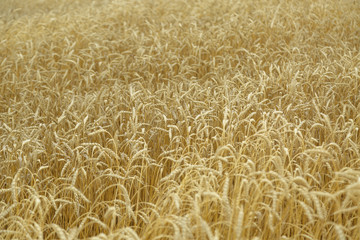 Agricultural background. Ripe golden spikelets of wheat in field
