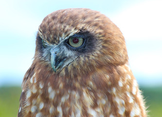 Female Southern Boobook owl . Bird of prey 