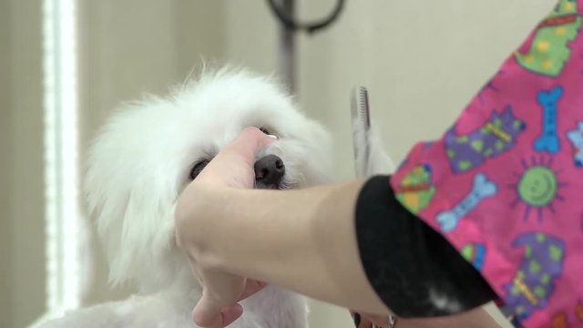 Dog getting haircut, slow motion. Pet groomer using thinning scissors.