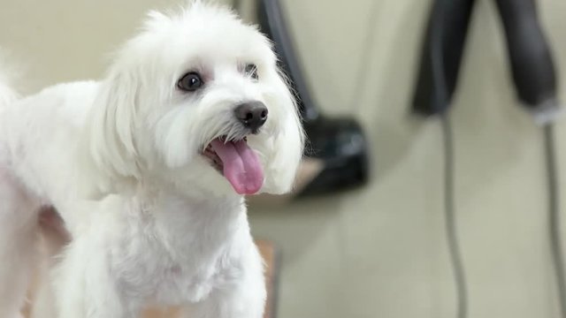 Young white maltese. Cute dog, close up. Dog breed from toy group.