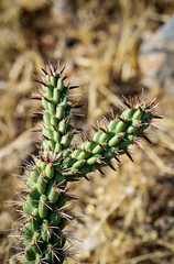 Detail eines Kaktus