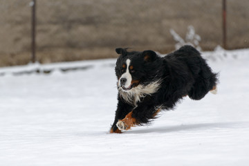 Bernese Mountain dog long jump in the snow
