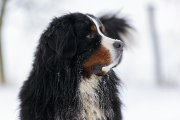 Bernese Mountain dog portrait in the snow