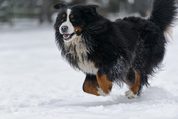 Bernese Mountain Dog running in the snow detail