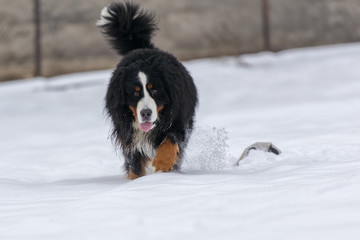Bernese Mountain dog and snowboarding