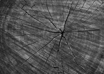 Black old wood texture as background, tree cross section