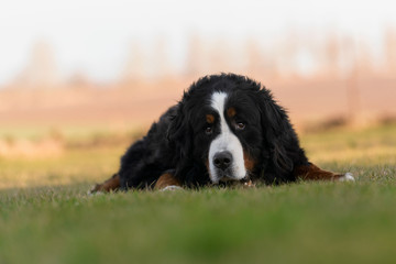 Bernese Mountain Dog portrait in the grass