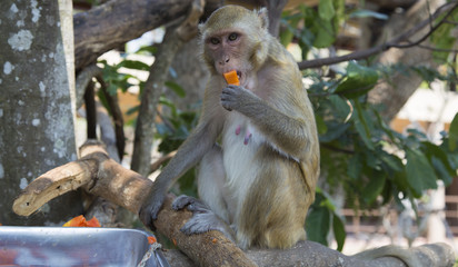 Obraz premium Mouthful of Mango