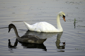 ŁABĘDIE © michalsen