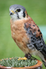 Male American Kestrel - Bird of prey