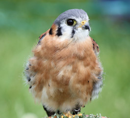 Male American Kestrel - Bird of Prey 
