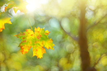 Ein Blatt am Ahornbaum im Herbst