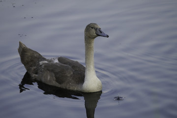 ŁABĘDŹ © michalsen