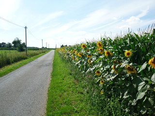 Fototapeta na wymiar Feldrand mit Sonneblumen - vertikales Bild