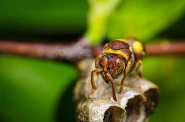 hornet protect larvae on nest. dangerous insect and poisonous make human hurt.