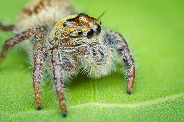 jumping spider cute on green leaves.