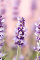 Lavender flowers.