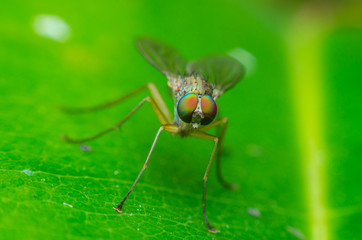 long legged fly on green leaves, the small green and beautiful fly.