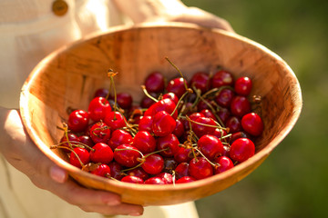 Fresh cherries in wooden bowl in woman hands. New harvest of ripe cherries.