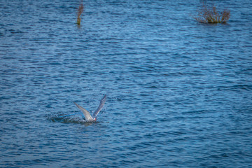 Bird getting ready to dive looking for some food