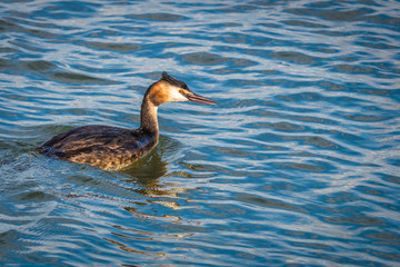 Bird getting ready to dive looking for some food