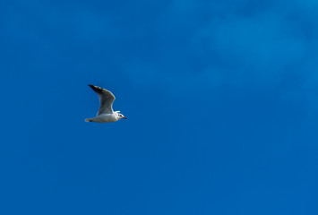 seagull flying with blue sky and some clouds